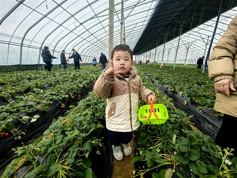 【遠通車友家庭日系列活動第24期】廣本駿業車友專屬自駕采摘日（文末有福利）#11703